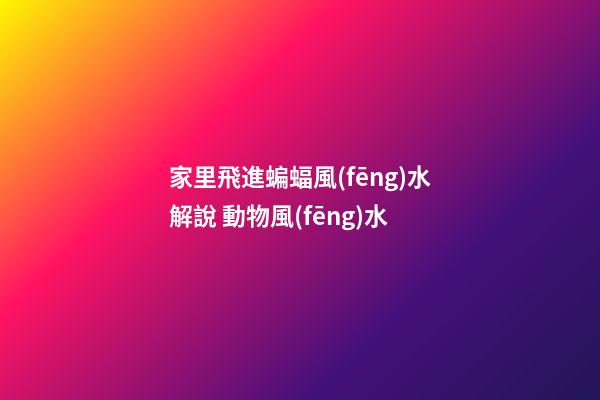 家里飛進蝙蝠風(fēng)水解說 動物風(fēng)水